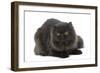 Black Persian-null-Framed Photographic Print