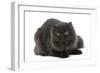 Black Persian-null-Framed Photographic Print