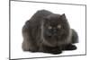 Black Persian-null-Mounted Photographic Print