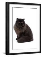 Black Persian-null-Framed Photographic Print