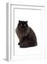 Black Persian-null-Framed Photographic Print