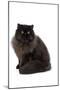 Black Persian-null-Mounted Photographic Print