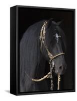 Black Peruvian Paso Stallion in Traditional Peruvian Bridle, Sante Fe, New Mexico, USA-Carol Walker-Framed Stretched Canvas