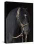 Black Peruvian Paso Stallion in Traditional Peruvian Bridle, Sante Fe, New Mexico, USA-Carol Walker-Stretched Canvas