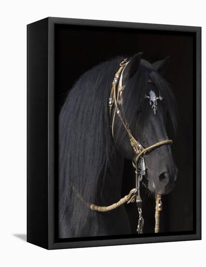 Black Peruvian Paso Stallion in Traditional Peruvian Bridle, Sante Fe, New Mexico, USA-Carol Walker-Framed Stretched Canvas