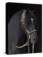 Black Peruvian Paso Stallion in Traditional Peruvian Bridle, Sante Fe, New Mexico, USA-Carol Walker-Stretched Canvas