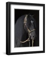 Black Peruvian Paso Stallion in Traditional Peruvian Bridle, Sante Fe, New Mexico, USA-Carol Walker-Framed Premium Photographic Print