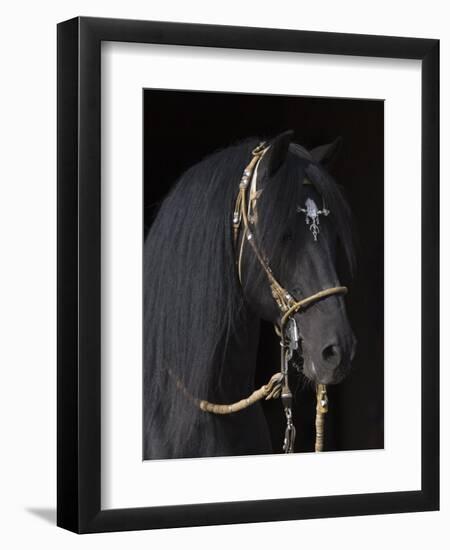 Black Peruvian Paso Stallion in Traditional Peruvian Bridle, Sante Fe, New Mexico, USA-Carol Walker-Framed Premium Photographic Print
