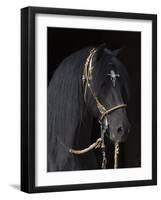 Black Peruvian Paso Stallion in Traditional Peruvian Bridle, Sante Fe, New Mexico, USA-Carol Walker-Framed Photographic Print