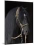 Black Peruvian Paso Stallion in Traditional Peruvian Bridle, Sante Fe, New Mexico, USA-Carol Walker-Mounted Photographic Print