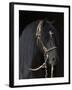 Black Peruvian Paso Stallion in Traditional Peruvian Bridle, Sante Fe, New Mexico, USA-Carol Walker-Framed Photographic Print