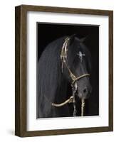 Black Peruvian Paso Stallion in Traditional Peruvian Bridle, Sante Fe, New Mexico, USA-Carol Walker-Framed Photographic Print