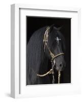 Black Peruvian Paso Stallion in Traditional Peruvian Bridle, Sante Fe, New Mexico, USA-Carol Walker-Framed Photographic Print