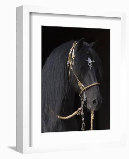 Black Peruvian Paso Stallion in Traditional Peruvian Bridle, Sante Fe, New Mexico, USA-Carol Walker-Framed Photographic Print