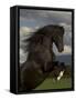 Black Peruvian Paso Stallion Rearing, Sante Fe, NM, USA-Carol Walker-Framed Stretched Canvas