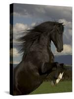 Black Peruvian Paso Stallion Rearing, Sante Fe, NM, USA-Carol Walker-Stretched Canvas