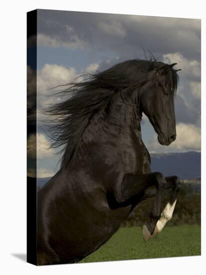 Black Peruvian Paso Stallion Rearing, Sante Fe, NM, USA-Carol Walker-Stretched Canvas