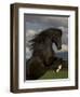 Black Peruvian Paso Stallion Rearing, Sante Fe, NM, USA-Carol Walker-Framed Premium Photographic Print