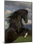 Black Peruvian Paso Stallion Rearing, Sante Fe, NM, USA-Carol Walker-Mounted Premium Photographic Print