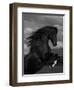 Black Peruvian Paso Stallion Rearing, Sante Fe, NM, USA-Carol Walker-Framed Premium Photographic Print