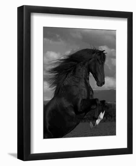 Black Peruvian Paso Stallion Rearing, Sante Fe, NM, USA-Carol Walker-Framed Premium Photographic Print