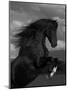 Black Peruvian Paso Stallion Rearing, Sante Fe, NM, USA-Carol Walker-Mounted Premium Photographic Print