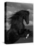 Black Peruvian Paso Stallion Rearing, Sante Fe, NM, USA-Carol Walker-Stretched Canvas