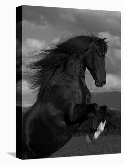 Black Peruvian Paso Stallion Rearing, Sante Fe, NM, USA-Carol Walker-Stretched Canvas