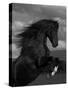 Black Peruvian Paso Stallion Rearing, Sante Fe, NM, USA-Carol Walker-Stretched Canvas