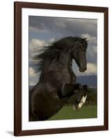 Black Peruvian Paso Stallion Rearing, Sante Fe, NM, USA-Carol Walker-Framed Photographic Print