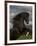 Black Peruvian Paso Stallion Rearing, Sante Fe, NM, USA-Carol Walker-Framed Photographic Print