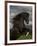 Black Peruvian Paso Stallion Rearing, Sante Fe, NM, USA-Carol Walker-Framed Photographic Print