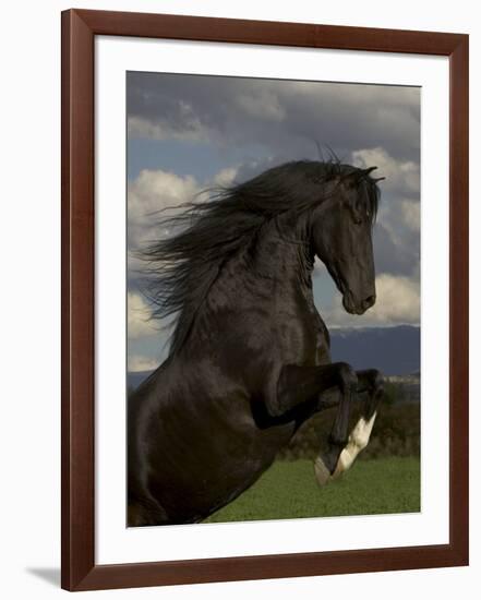 Black Peruvian Paso Stallion Rearing, Sante Fe, NM, USA-Carol Walker-Framed Photographic Print