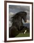 Black Peruvian Paso Stallion Rearing, Sante Fe, NM, USA-Carol Walker-Framed Photographic Print