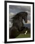 Black Peruvian Paso Stallion Rearing, Sante Fe, NM, USA-Carol Walker-Framed Photographic Print