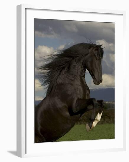 Black Peruvian Paso Stallion Rearing, Sante Fe, NM, USA-Carol Walker-Framed Photographic Print