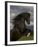 Black Peruvian Paso Stallion Rearing, Sante Fe, NM, USA-Carol Walker-Framed Photographic Print