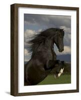 Black Peruvian Paso Stallion Rearing, Sante Fe, NM, USA-Carol Walker-Framed Photographic Print