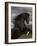 Black Peruvian Paso Stallion Rearing, Sante Fe, NM, USA-Carol Walker-Framed Photographic Print