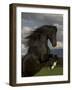 Black Peruvian Paso Stallion Rearing, Sante Fe, NM, USA-Carol Walker-Framed Photographic Print