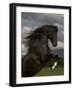 Black Peruvian Paso Stallion Rearing, Sante Fe, NM, USA-Carol Walker-Framed Photographic Print