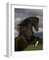 Black Peruvian Paso Stallion Rearing, Sante Fe, NM, USA-Carol Walker-Framed Photographic Print