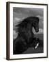 Black Peruvian Paso Stallion Rearing, Sante Fe, NM, USA-Carol Walker-Framed Photographic Print