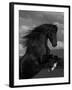 Black Peruvian Paso Stallion Rearing, Sante Fe, NM, USA-Carol Walker-Framed Photographic Print