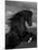 Black Peruvian Paso Stallion Rearing, Sante Fe, NM, USA-Carol Walker-Mounted Photographic Print