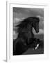 Black Peruvian Paso Stallion Rearing, Sante Fe, NM, USA-Carol Walker-Framed Photographic Print