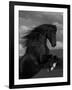 Black Peruvian Paso Stallion Rearing, Sante Fe, NM, USA-Carol Walker-Framed Photographic Print