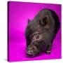 Black Pig-Square Dog Photography-Stretched Canvas