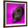 Black Pig-Square Dog Photography-Framed Photographic Print