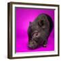 Black Pig-Square Dog Photography-Framed Photographic Print
